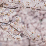 桜のアップ